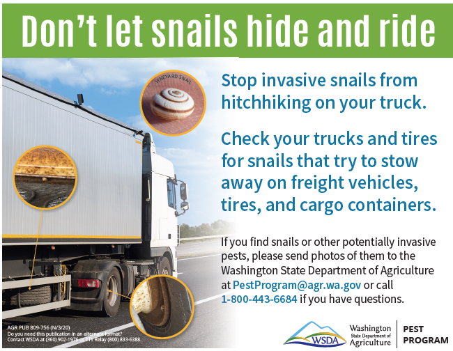 Snail stowaway flyer